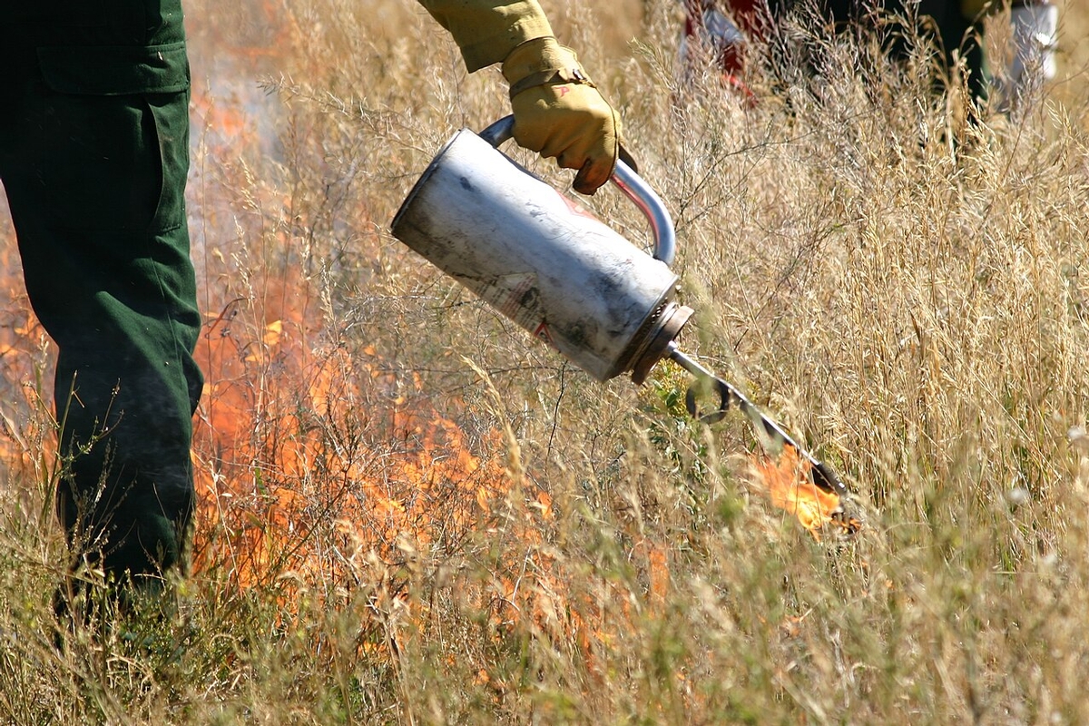 Lighting a prescribed fire in grass with a drip torch